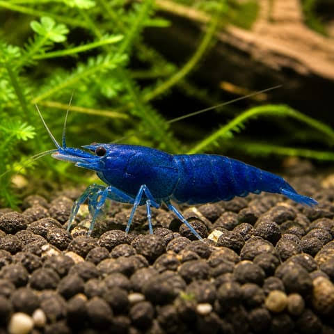 Live Blue Cherry Tank Shrimp