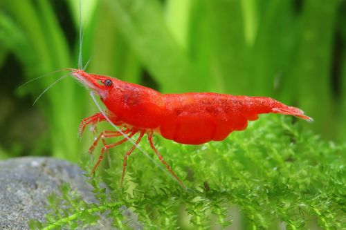 Bright red cherry shrimp on aquarium moss