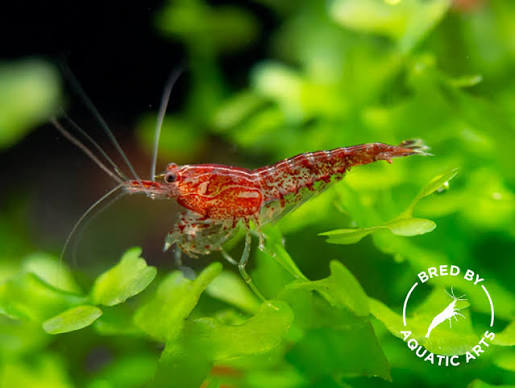 Live Red Cherry Tank Shrimp