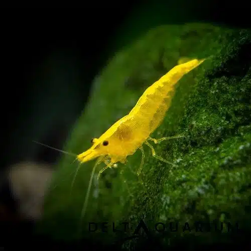 Yellow cherry shrimp on aquarium moss